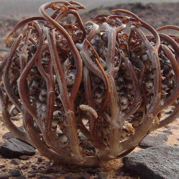 Anastatica Hierochuntica – Seeds