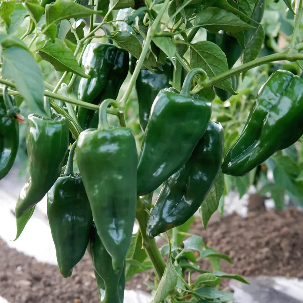Ancho Poblano Seeds – Green
