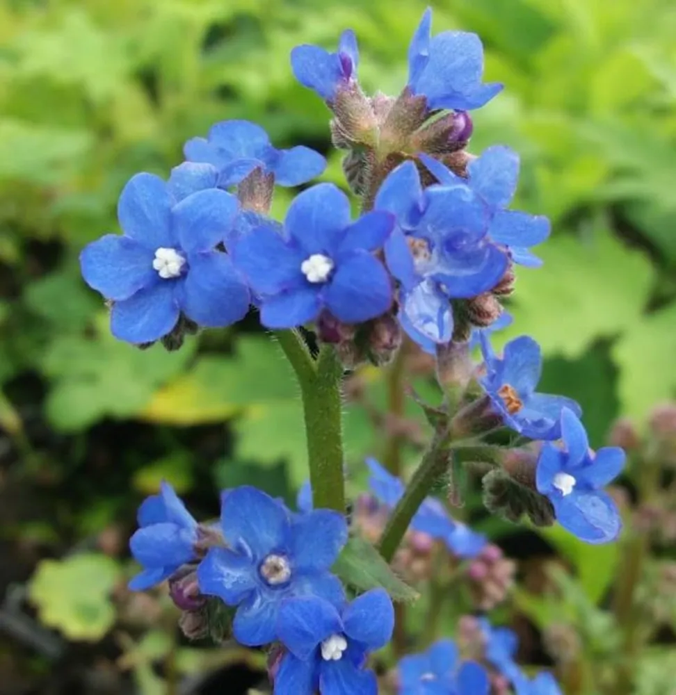Anchusa Seeds – Blue Angel

