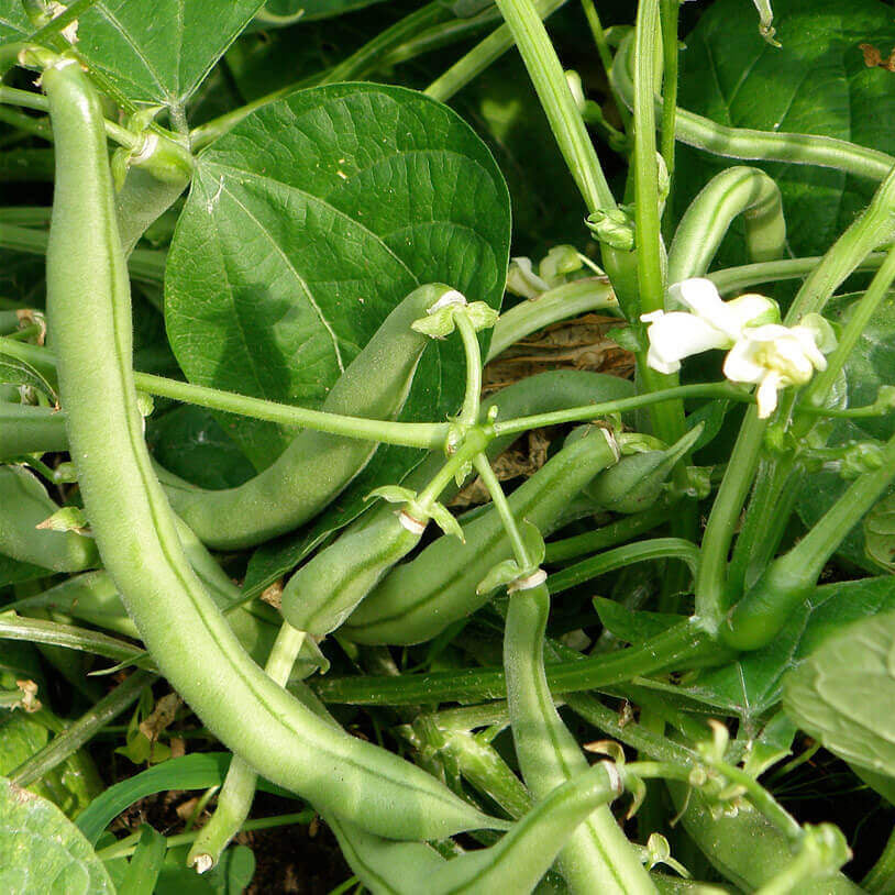 Ancient Native Beans seeds