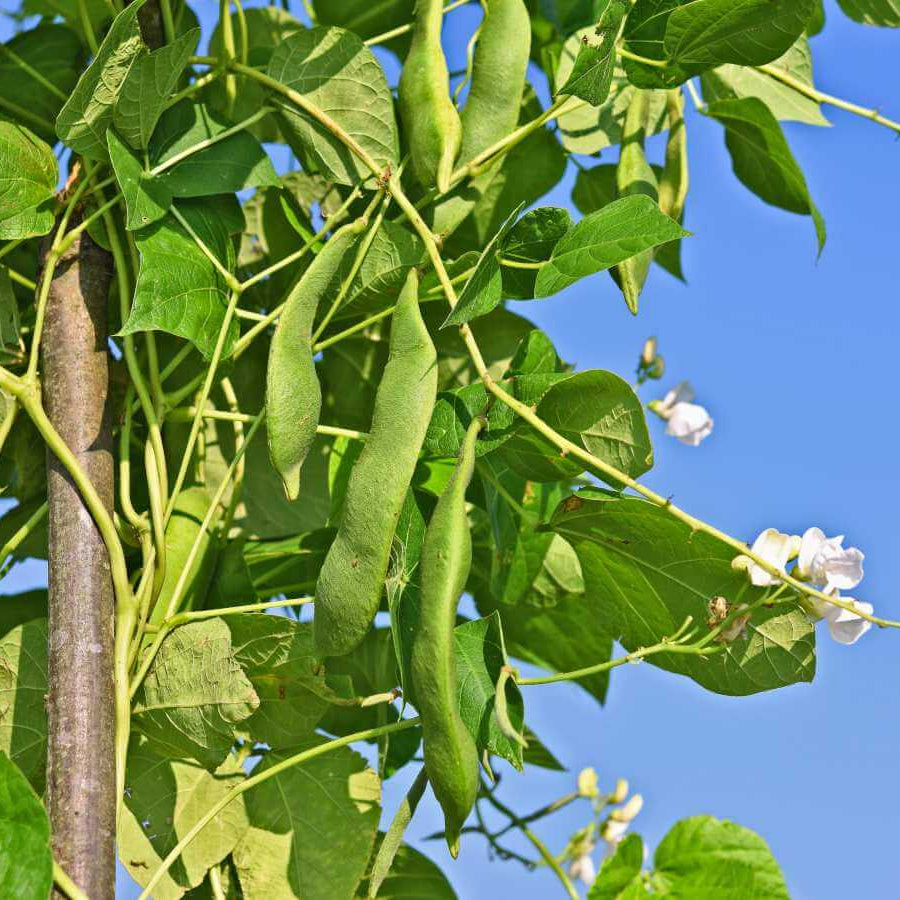 Ancient Native Beans seeds
