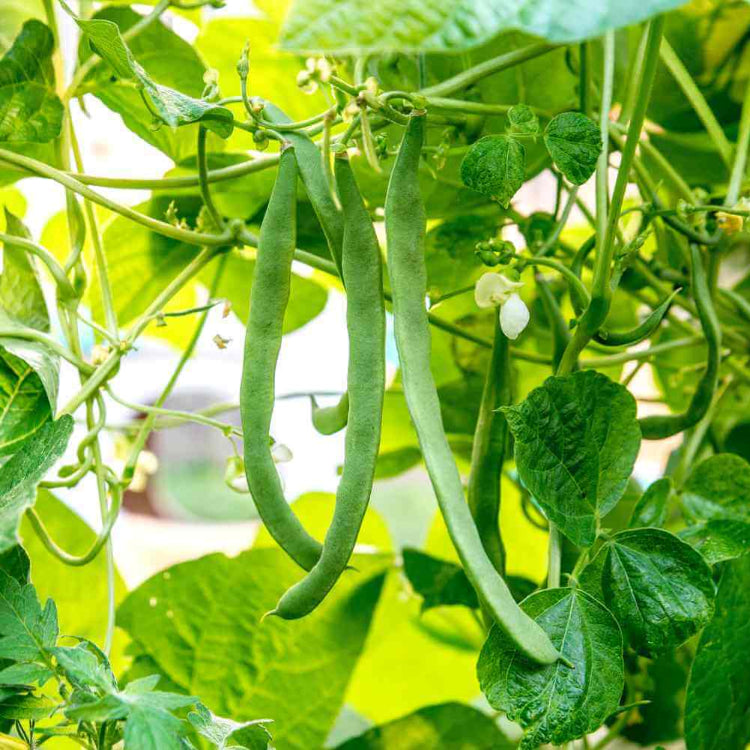 Ancient Native Beans seeds