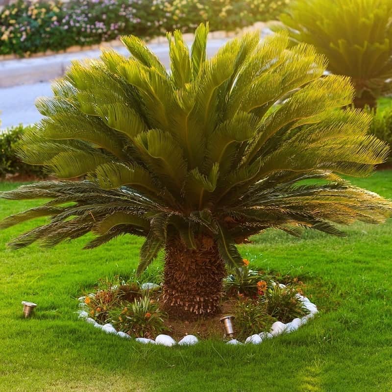 Ancient Palm Seeds