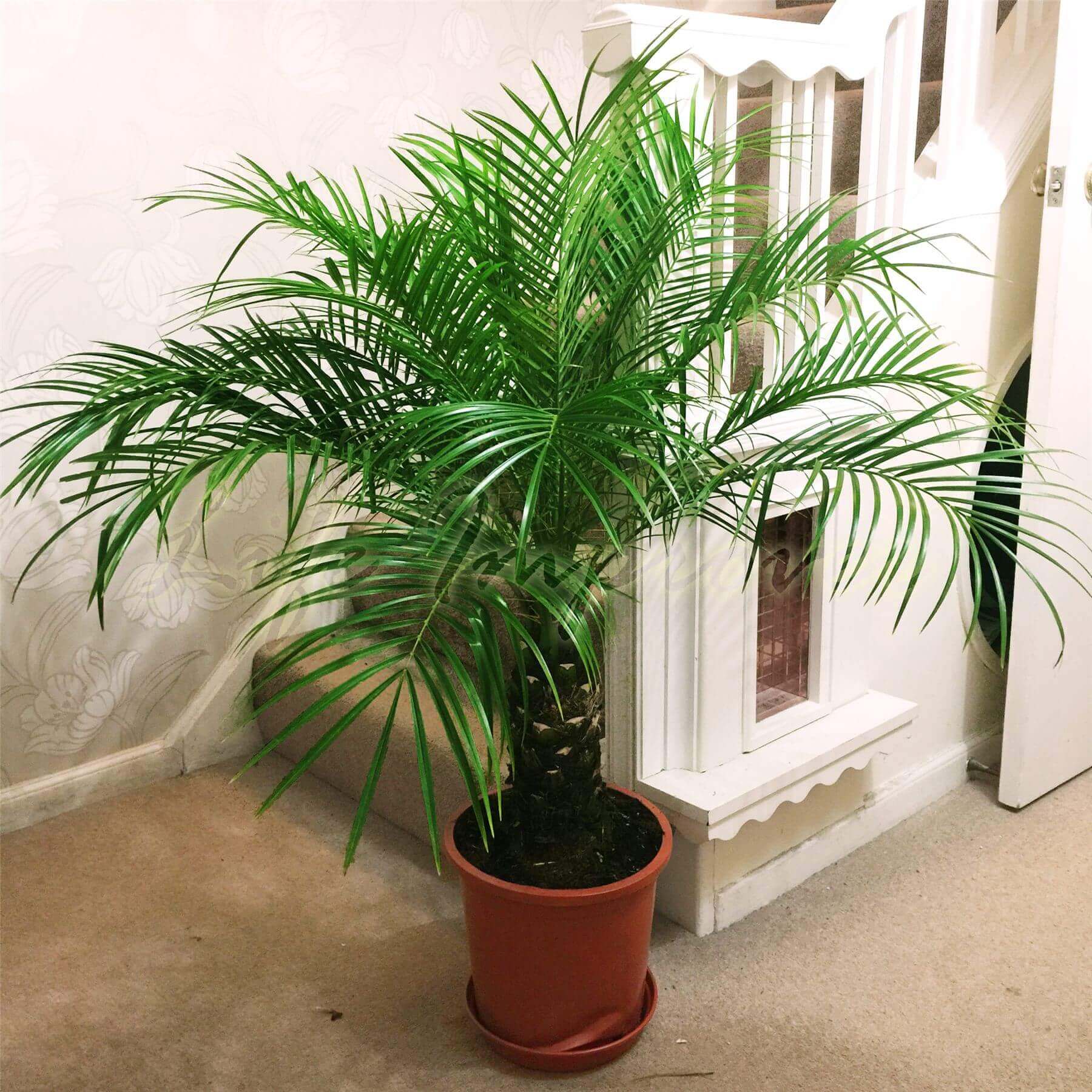 Ancient Palm Seeds