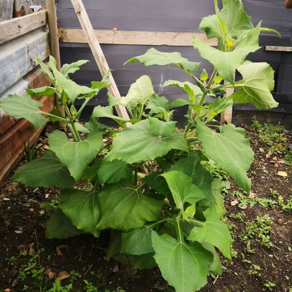Andean Root Vegetable Seeds - Vegetable Plant