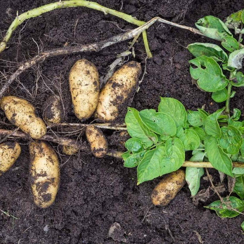 Andean Root Vegetable Seeds - Vegetable Plant