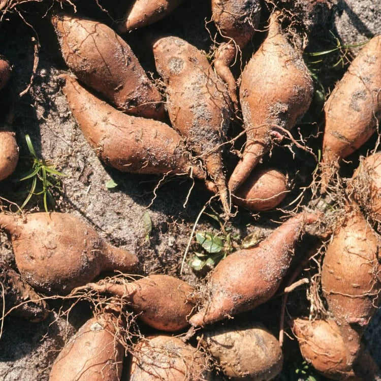 Andean Root Vegetable Seeds - Vegetable Plant