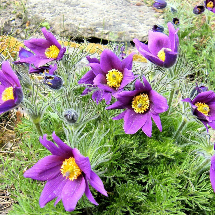 Anemone Seeds – Violet Purple Pasque
