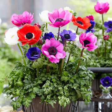 Anemone Seeds – Pulsatilla Mix