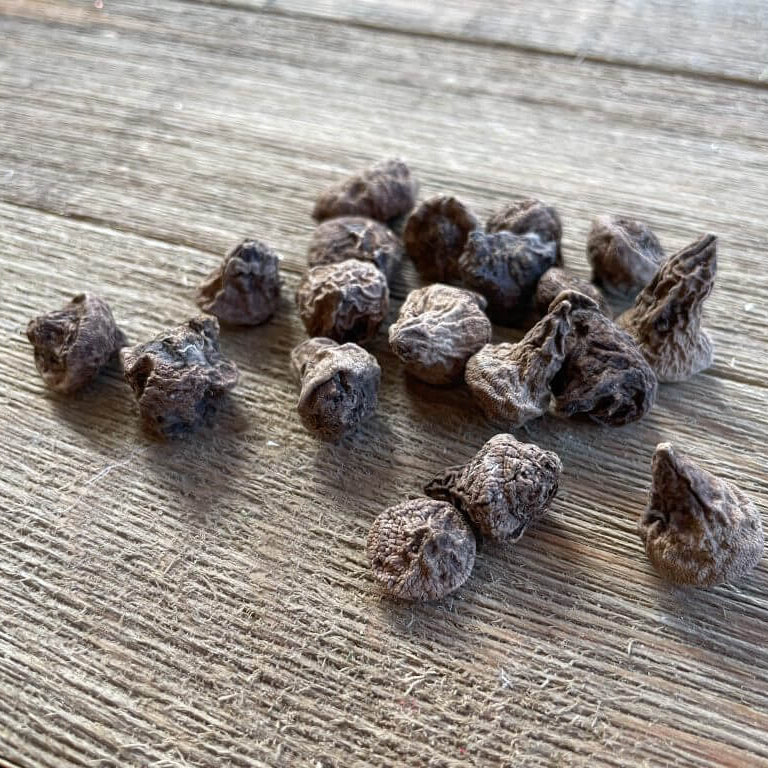 Anemone Seeds 