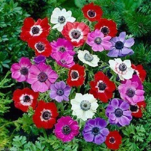 Anemone Seeds – Pulsatilla Mix