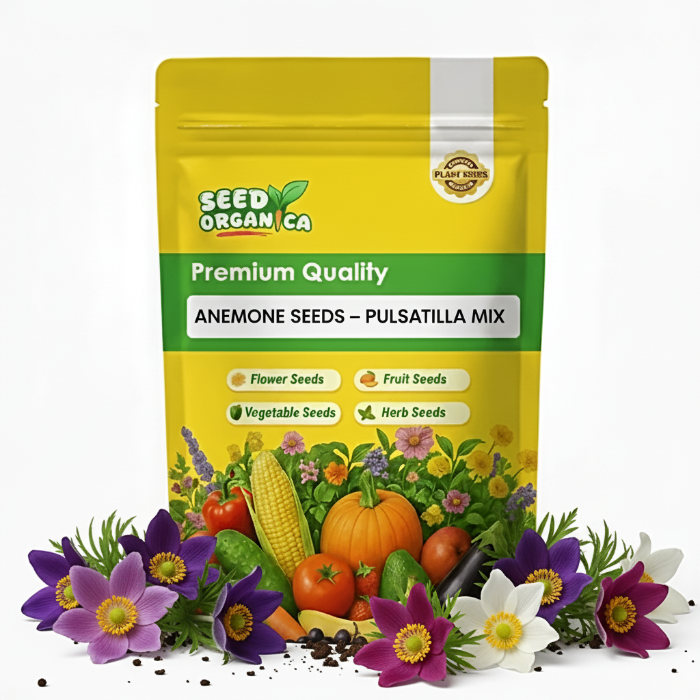 Anemone Seeds – Pulsatilla Mix