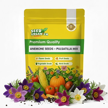 Anemone Seeds – Pulsatilla Mix