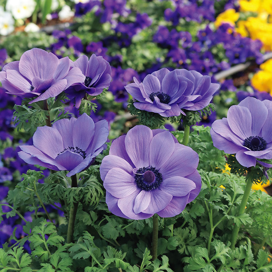 Anemone Seeds – Violet
