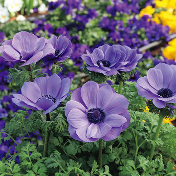 Anemone Seeds – Violet
