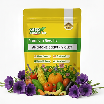 Anemone Seeds – Violet