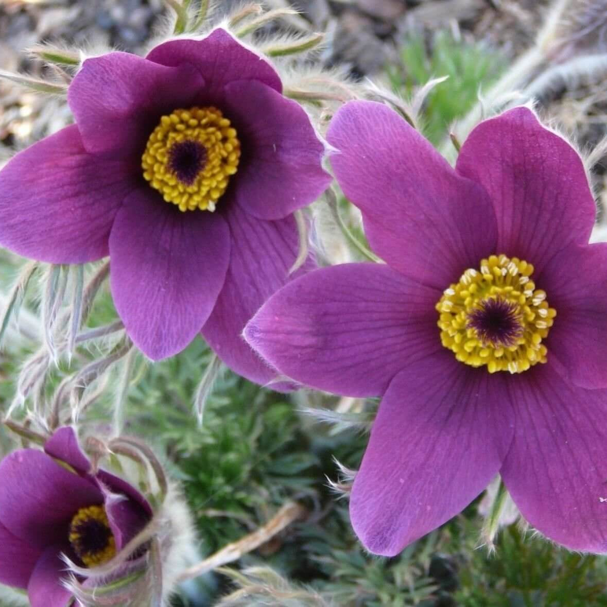 Anemone Seeds – Violet Purple Pasque
