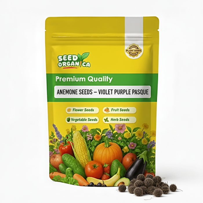 Anemone Seeds – Violet Purple Pasque