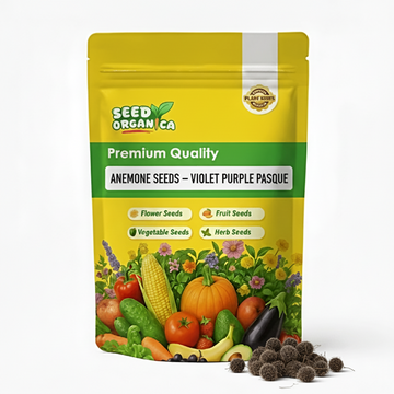 Anemone Seeds – Violet Purple Pasque