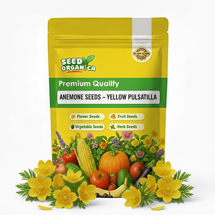 Anemone Seeds – Yellow Pulsatilla