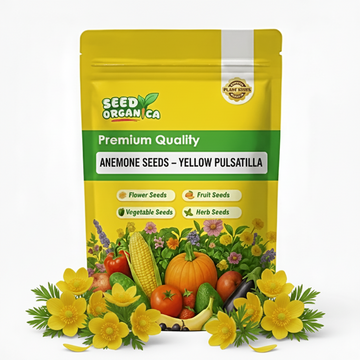 Anemone Seeds – Yellow Pulsatilla