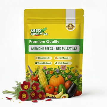 Anemone Seeds – red Pulsatilla