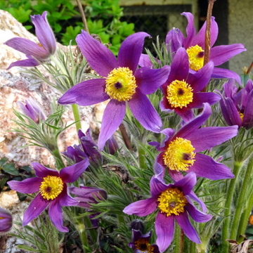 Anemone Seeds – Violet
