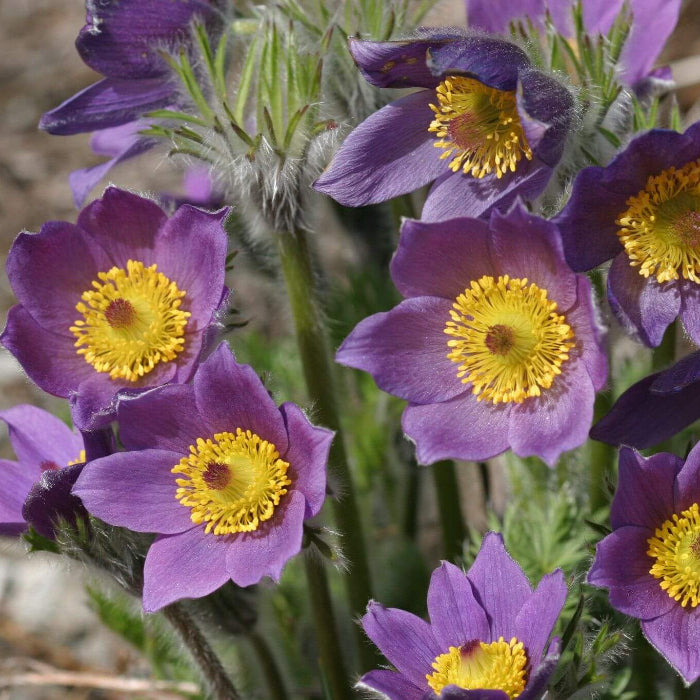 Anemone Seeds – Violet Purple Pasque
