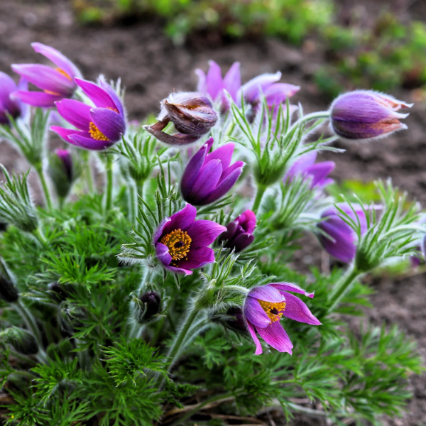 Anemone Seeds – Violet
