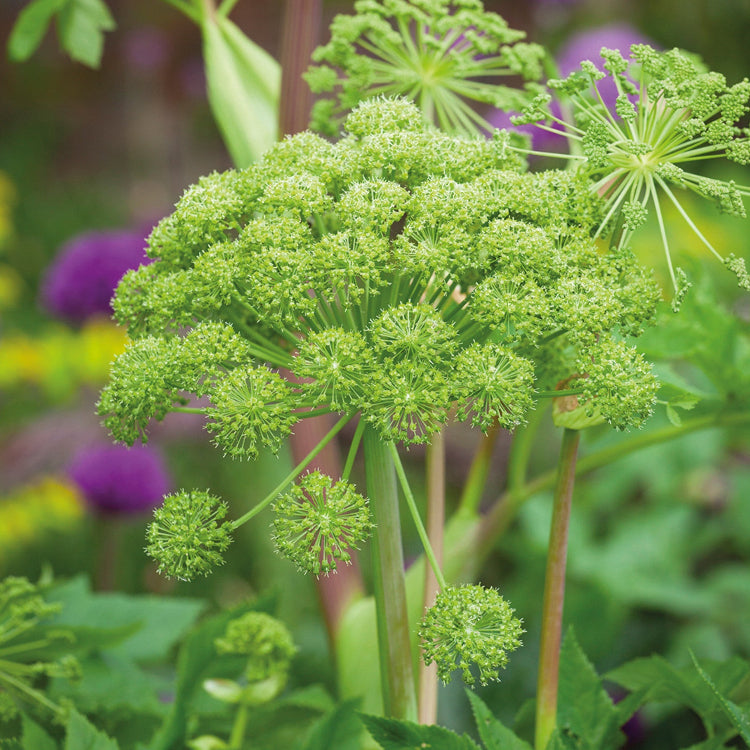 Angelica Seeds – Archangelica
