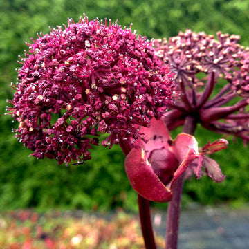 Angelica Gigas Seeds – Korean
