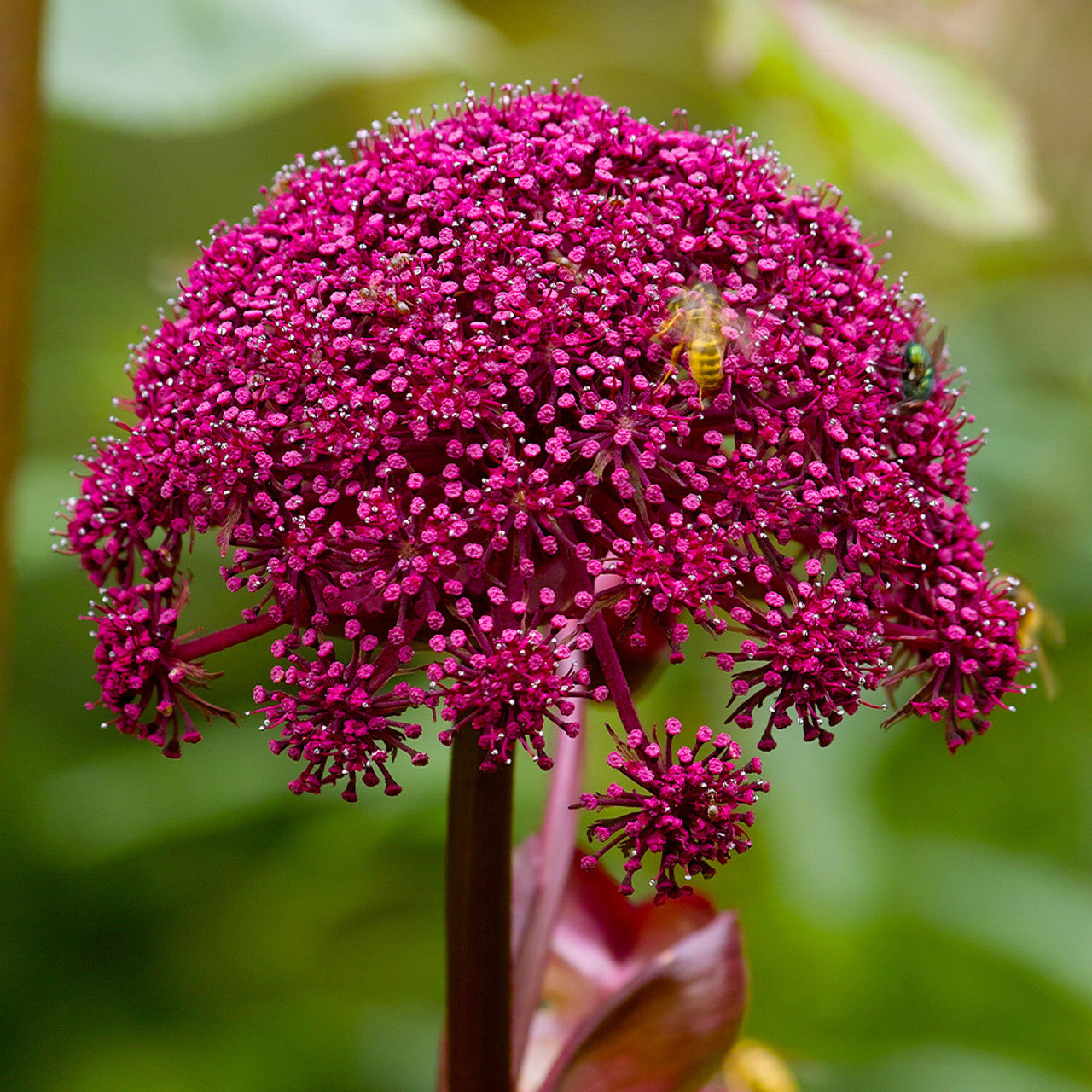 Angelica Gigas Seeds – Korean
