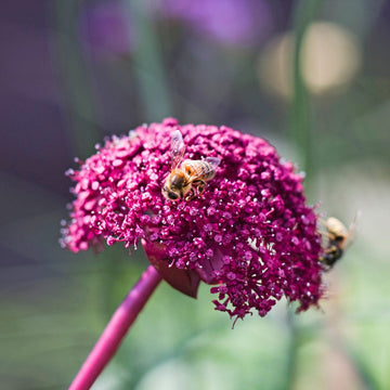 Angelica Gigas Seeds – Korean
