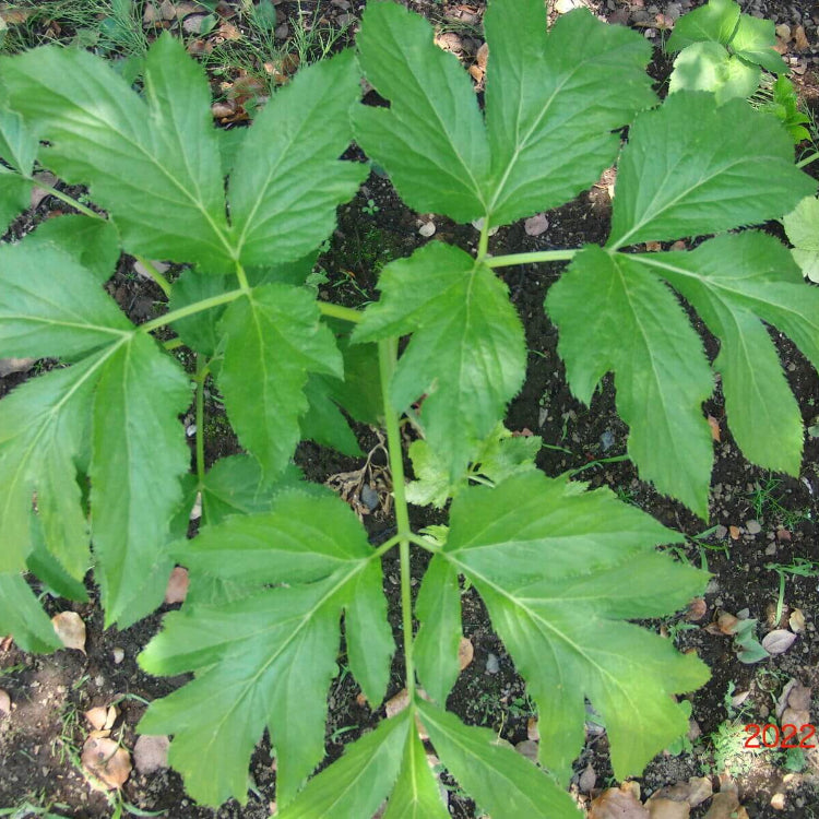 Angelica Keiskei Seed