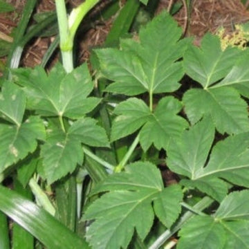 Angelica Keiskei Seed