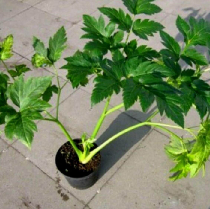 Angelica Keiskei Seed