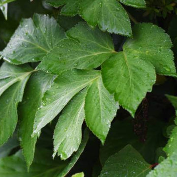 Angelica Keiskei Seeds