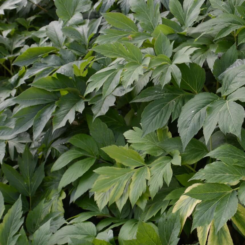Angelica Keiskei Seeds for Planting