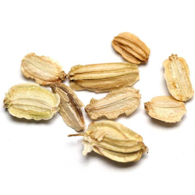 Angelica Seeds