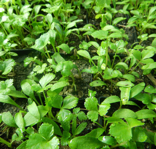 Wellness Ashitaba Seeds | Heirloom Garden Herb