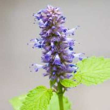Anise Hyssop Seeds – Giant Variety