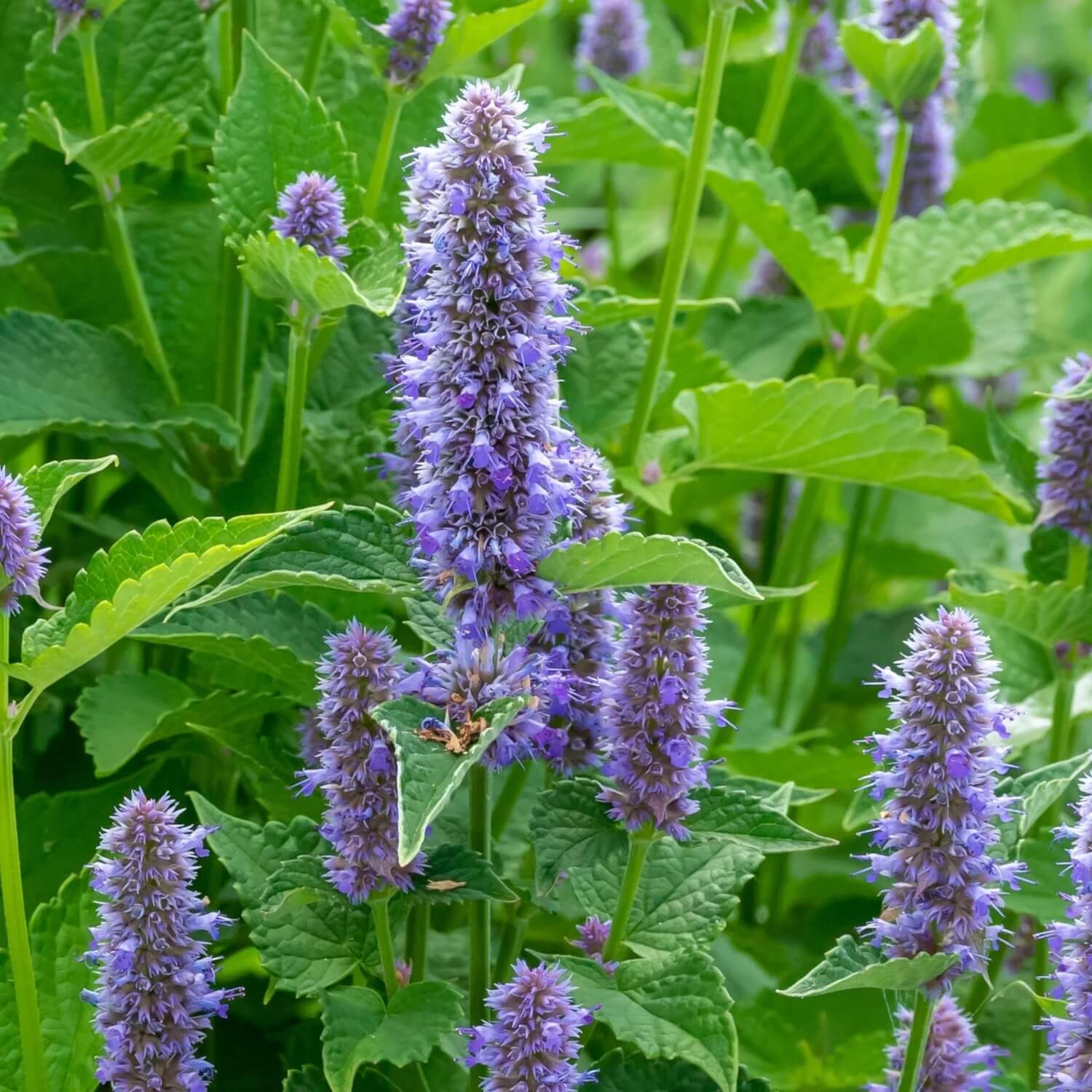 Anise Hyssop Seeds – Giant Variety