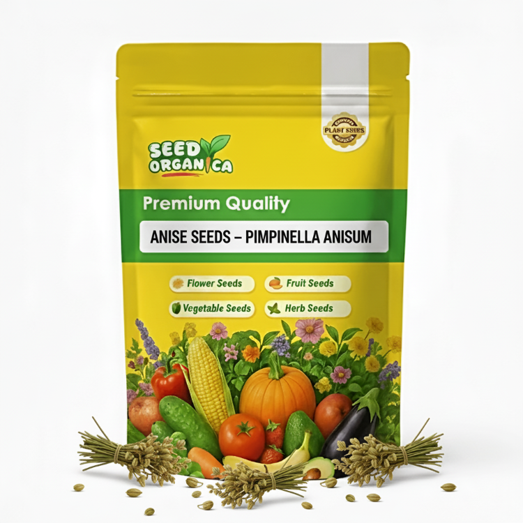 Anise Seeds – Pimpinella anisum