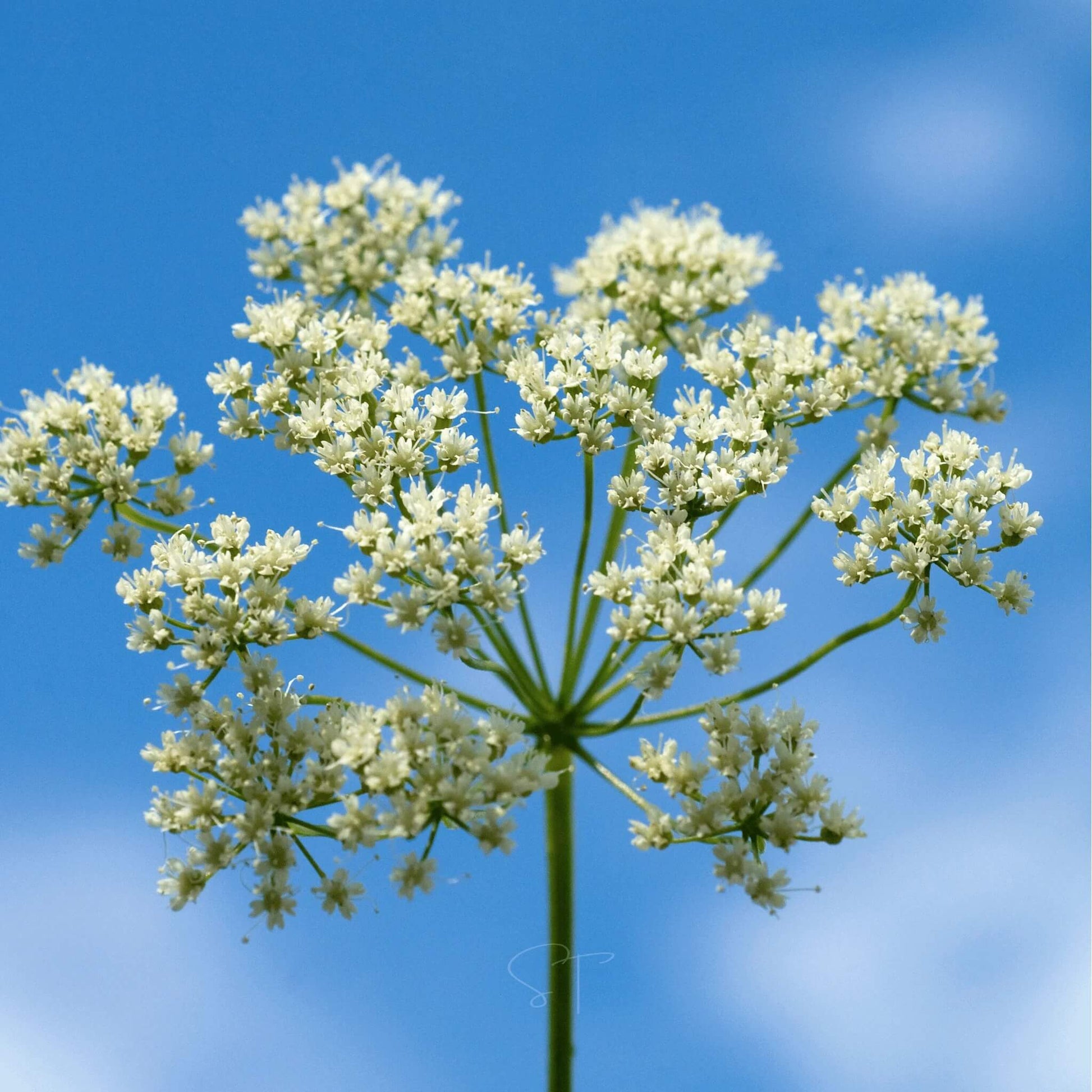 Anise Seeds – Pimpinella anisum