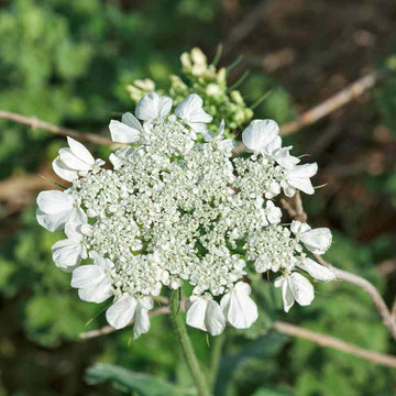 Anise Seeds – White Flower