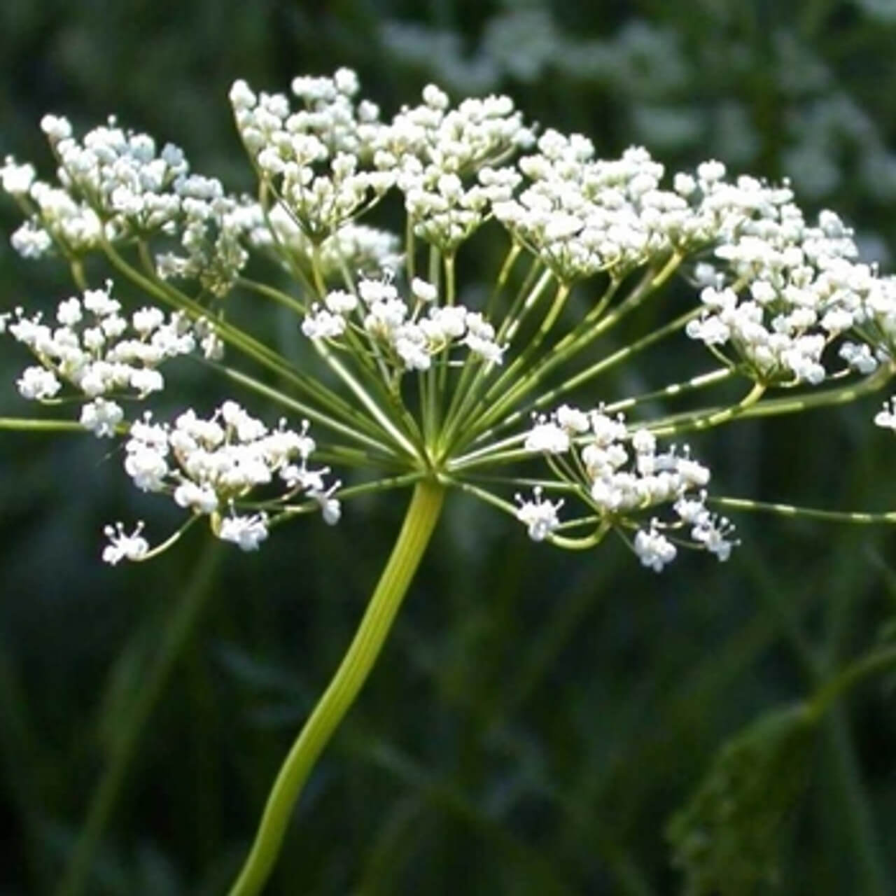 Anise Seeds – White Flower