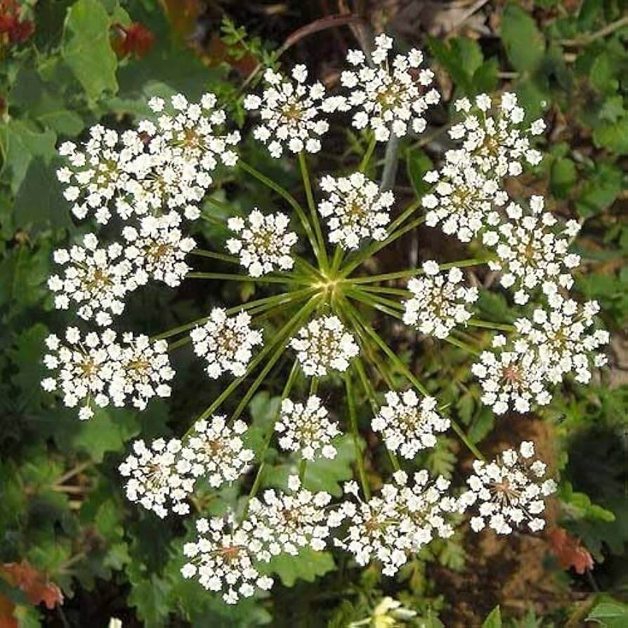 Anisum Seeds – Wildflower Mix, Heirloom & GMO-Free
