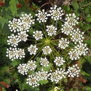 Anisum Seeds – Wildflower Mix, Heirloom & GMO-Free
