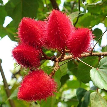 Annatto Seeds - Plant for Home Gardens