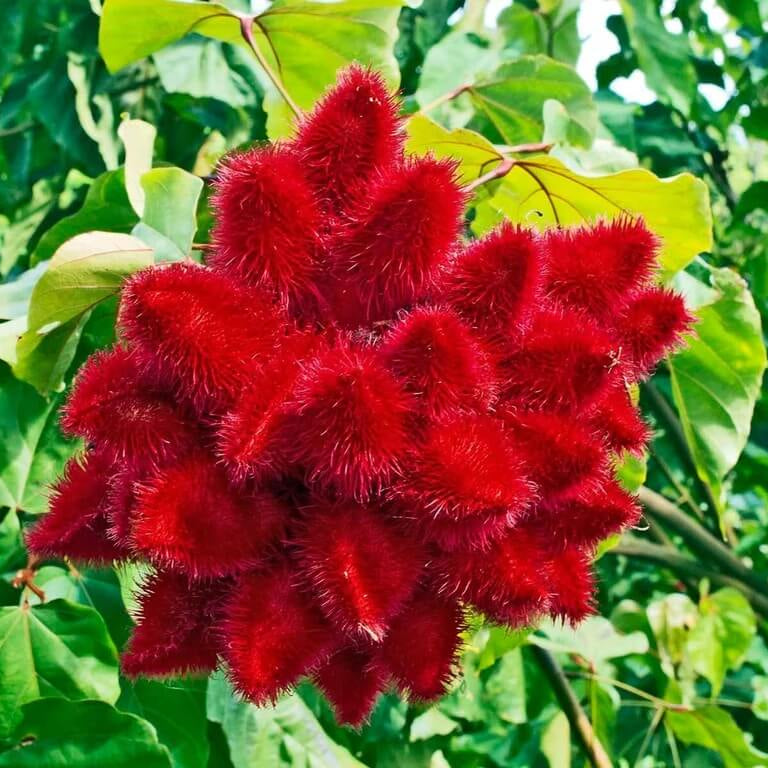 Annatto Seeds - Plant for Home Gardens